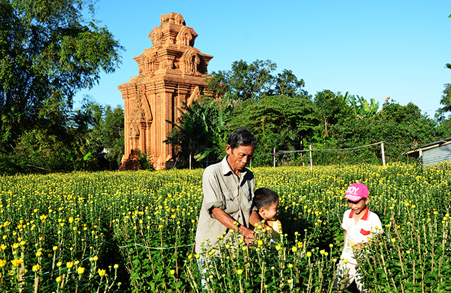 Bình Định: Làng hoa chuyển hướng phát triển du lịch