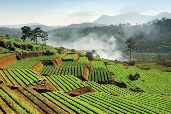 Lâm Đồng: Vẻ đẹp ruộng bậc thang xanh ngát ở cao nguyên
