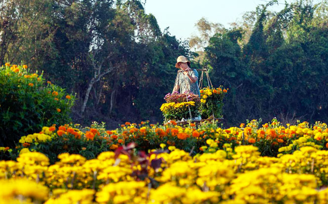 Thừa Thiên Huế: Làng hoa Phú Mậu