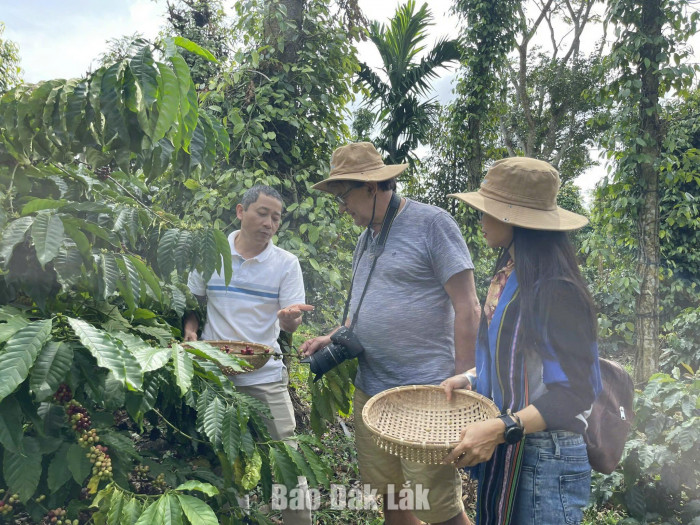 Đắk Lắk ban hành Chiến lược xây dựng “Buôn Ma Thuột – Thủ phủ cà phê ngon nhất thế giới”