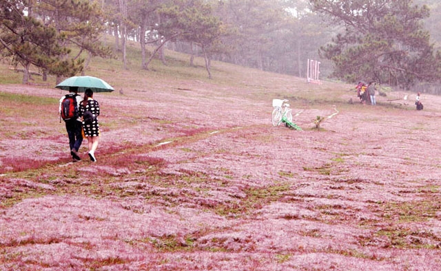 Phiêu bồng cùng mùa hội cỏ hồng trên cao nguyên Lang Biang